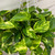 POTHOS GOLD 8"HB