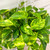 POTHOS GOLD 8"HB