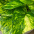 POTHOS GOLD 8"HB