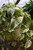 8" Fol. Hb. POTHOS MARBLE QUEEN 8"HB 
