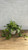 8" Fol. Hb. POTHOS MARBLE QUEEN 8"HB 