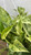 8" Fol. Hb. POTHOS MARBLE QUEEN 8"HB 