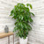 SCHEFFLERA AMATE 14"