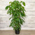 12" & Up Foliage SCHEFFLERA AMATE 14" 