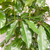 12" & Up Foliage SCHEFFLERA AMATE 14" 