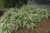  Liriope 324247 