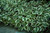  Hosta Patriot 161389 
