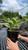  Hosta Patriot 161389 