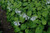  Hosta Guacamole 161420 