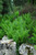 Fern Matteuccia struthiopteris 163716 