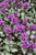 Lamium m Purple Dragon 163837