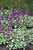 Lamium m Purple Dragon 163837