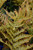 Fern Dryopteris eryth Brilliance 163844 