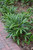 12" & Up Foliage RHAPIS EXCELSA PALM 12" 