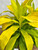 DRACAENA LIMELIGHT 10"