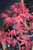  Acer palmatum Bonfire 168416 