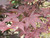 Acer palmatum Emperor l 168430
