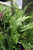 5-9" Foliage KIMBERLY QUEEN FERN 6" 