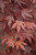 Acer palmatum Fireglow 168437