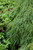  Acer palmatum dissectum Viridis 168440 