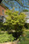Acer palmatum Sango Kaku 168469