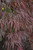 Acer palmatum dissectum Tamukeyama 168494