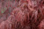 Acer palmatum dissectum Crimson Queen 168511
