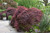 Acer palmatum dissectum Crimson Queen 168514