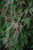 Acer palmatum dissectum Orangeola 168533