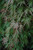 Acer palmatum dissectum Orangeola 168534