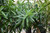 10" Foliage PLEOMELE REFLEXA 10" 