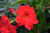 Mandevilla MANDEVILLA 10"TRELLIS/TEEPEE 