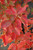 Amelanchier x grandiflora Autumn Brilliance 168579