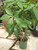 10" Foliage MONEY TREE BRAIDED 10" 