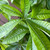 10" Foliage MONEY TREE BRAIDED 10" 