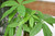 10" Foliage MONEY TREE BRAIDED 10" 