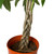 10" Foliage MONEY TREE BRAIDED 10" 