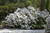 Azalea Delaware Valley White 168619