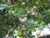 Gardenias GARDENIA STD 12" PREMIUM 