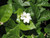 Gardenias JASMINE SAMBAC 4" 