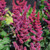 Astilbe chinensis Visions Red 130594