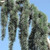  Cedrus atlantica Glauca Pendula 168858 