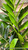 12" & Up Foliage ZZ  PLANT 14" 