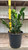12" & Up Foliage ZZ  PLANT 14" 