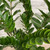 12" & Up Foliage ZZ  PLANT 14" 