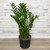 12" & Up Foliage ZZ  PLANT 14" 