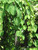 Cercidiphyllum japonicum Pendula 168916