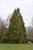 Chamacyparis Chamaecyparis nootkatensis Pendula 168922 