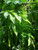 8" Fol. Hb. FICUS STARLIGHT/MARGARITE  8"HB 131036 