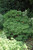 Chamacyparis Chamaecyparis obtusa Kosteri 168949 